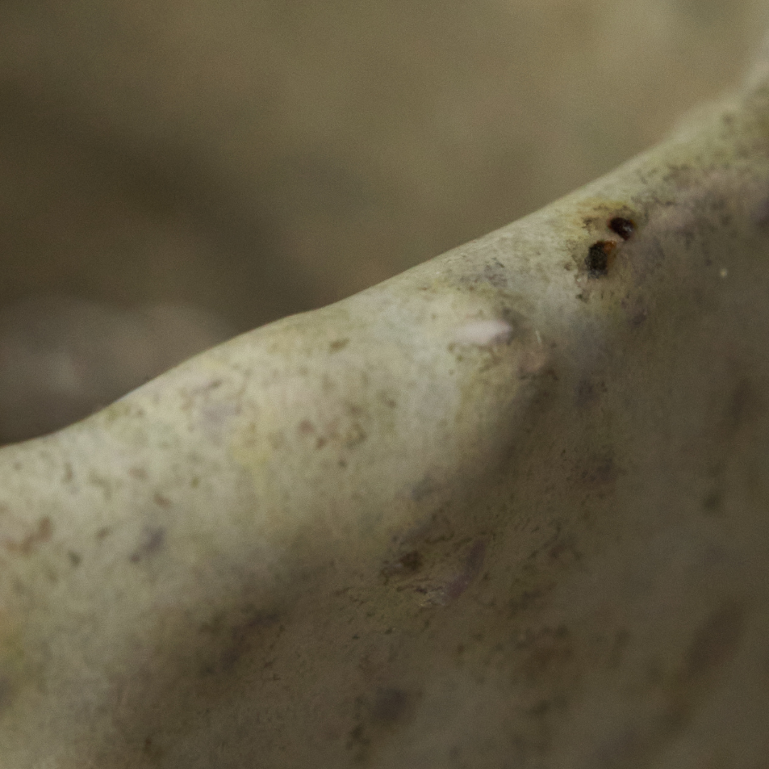 Cachepot * woodfired