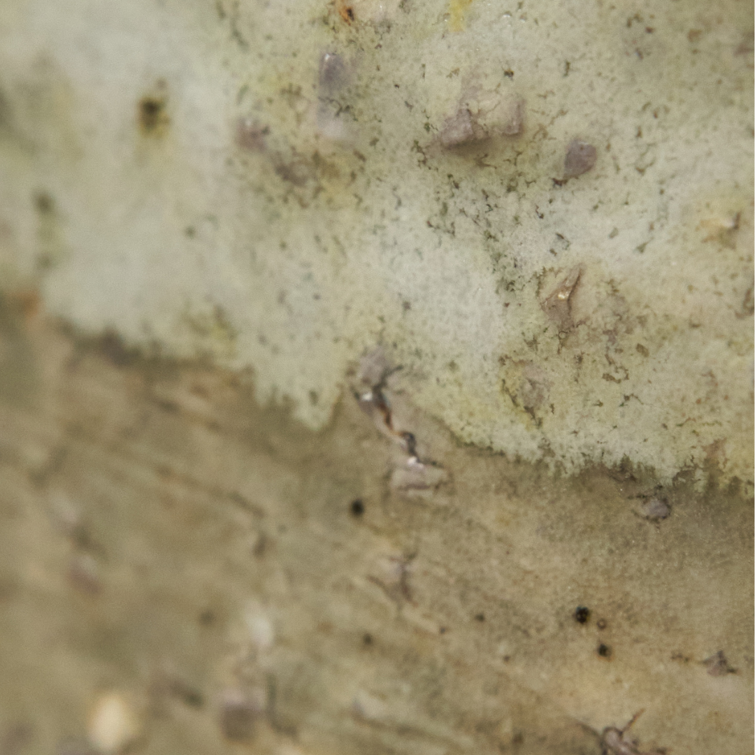 Cachepot * woodfired